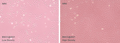 Normal rat kidney cells-BNCC