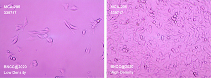Mouse fibrosarcoma cells-BNCC