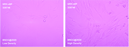 Rat normal renal fibroblasts-BNCC