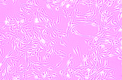 Human malignant melanoma cells-BNCC