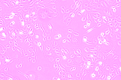 Human renal proximal contiguous tubule cells-BNCC