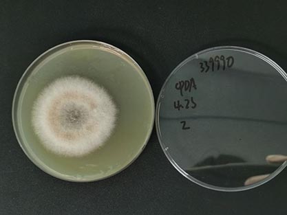 Rice sheath blight (Rhizoctonia solani)-BNCC