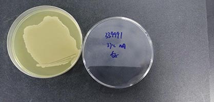 Bacillus subtilis WB800N-BNCC