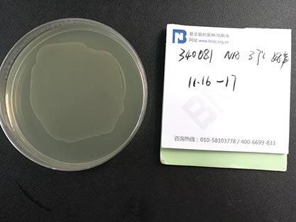 Salmonella enterica subsp. enterica-BNCC