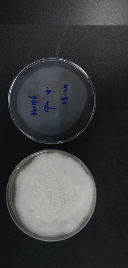 Microsporum gypseum-BNCC