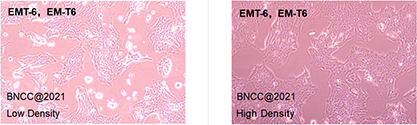 Mouse breast cancer cells-BNCC