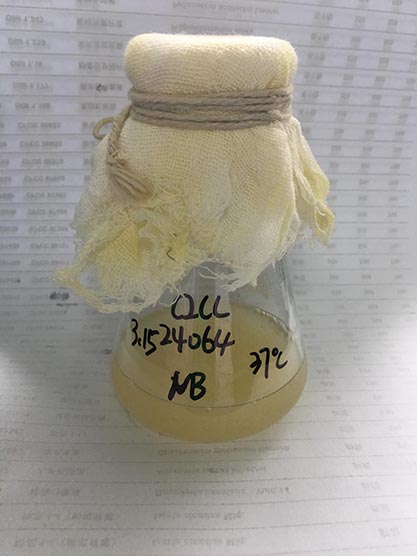 Staphylococcus simulans-BNCC