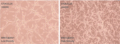 Mouse colon cancer cells-BNCC