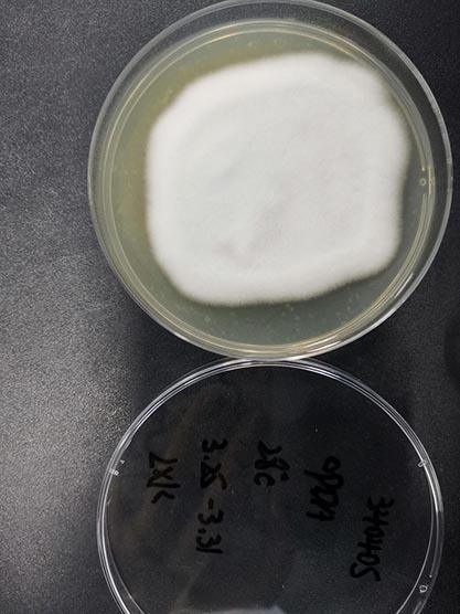 Trichophyton mentagrophytes-BNCC