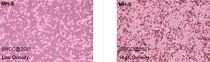 Mouse alveolar macrophages-BNCC