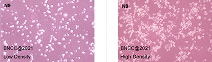 Mouse microglia-BNCC