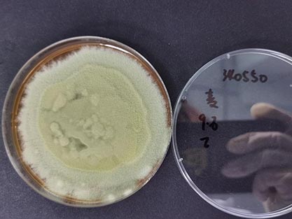 Trichoderma reesei-BNCC