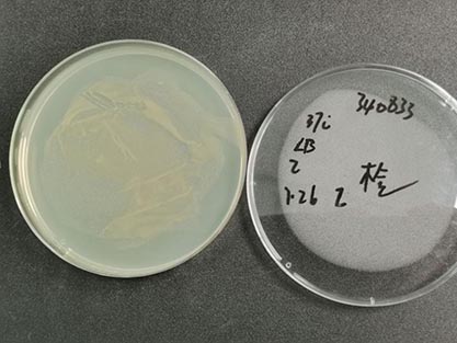 Escherichia coli clone SM10λpir-BNCC