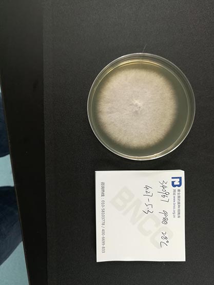 Fusarium sp.-BNCC