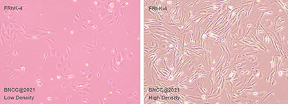 Rhesus monkey embryonic kidney cells-BNCC
