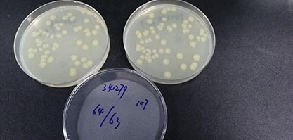 Yersinia frederiksenii,Ursing et al.-BNCC