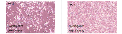 Mouse lung epithelial cells-BNCC