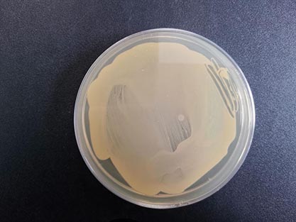 Microbacterium testaceum (Komagata and Iizuka) Takeuchiand Hatano-BNCC