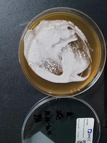 Penicillium paraherquei-BNCC