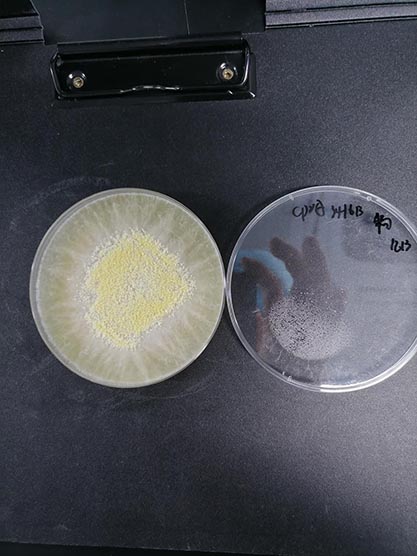 Trichoderma longibrachiatum-BNCC