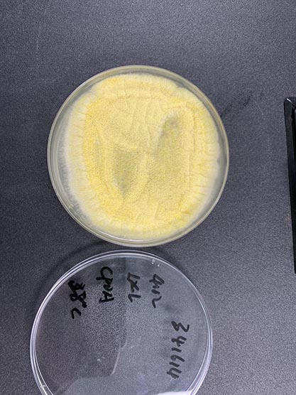 Aspergillus flavus-BNCC