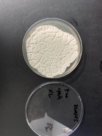 Penicillium rubens Biourge-BNCC