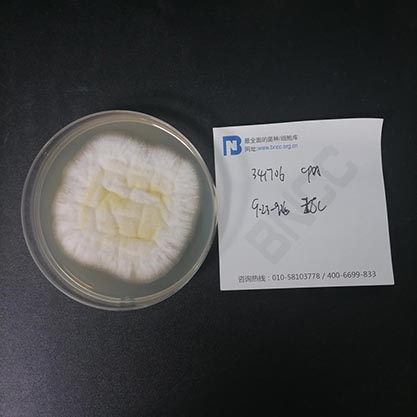 Aspergillus oryzae-BNCC