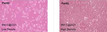 Mouse pancreatic cancer cells-BNCC
