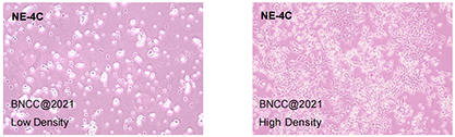 Mouse neural stem cells-BNCC