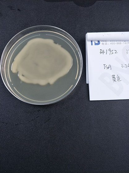 Klebsiella pneumoniae subsp. rhinoscleromatis-BNCC