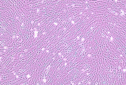 Mouse renal podocyte-BNCC