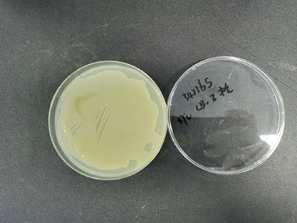 Escherichia coli K12 MG1655 Strain-BNCC