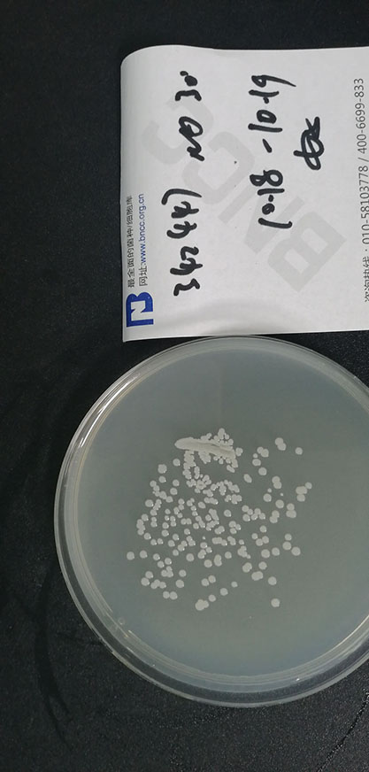 Staphylococcus sciuri-BNCC