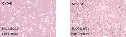 Chinese hamster ovary cell substrain-BNCC