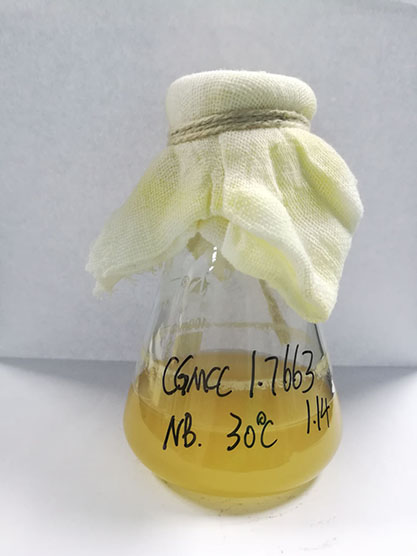 Bacillus cereus-BNCC