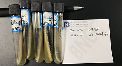 Penicillium citrinum-BNCC