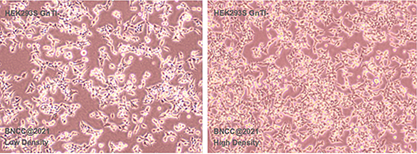 Human embryonic kidney cells-BNCC