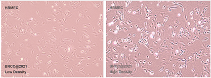 Human brain microvascular endothelial cells-BNCC