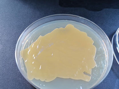Staphylococcus aureus-BNCC