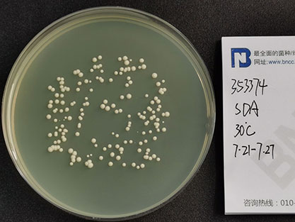 Zygosaccharomyces rouxii(Saito)Lodd-BNCC