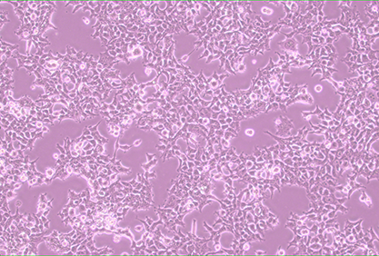 Human embryonic kidney cells-BNCC