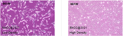 Mouse retinal photoreceptor cells-BNCC