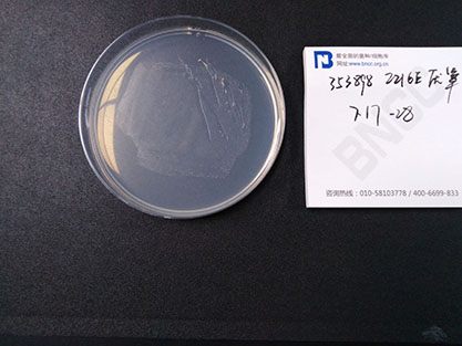 Staphylococcus pasteuri-BNCC