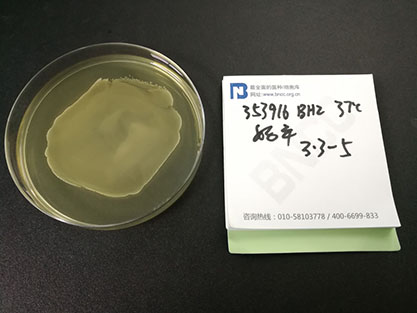 Streptococcus sobrinus-BNCC