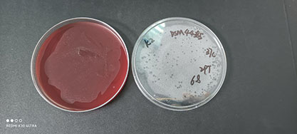 Corynebacterium kroppenstedtii Collins et al.-BNCC