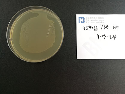 Chromobacterium subtsugae Martin et al. 2007-BNCC