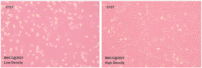 Mouse mammary tumor cells-BNCC