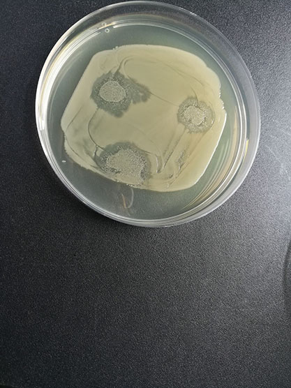 Escherichia bacteriophage Qbeta-BNCC