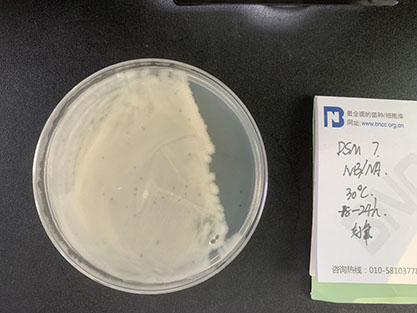 Bacillus amyloliquefaciens (ex Fukumoto 1943) Priest et-BNCC