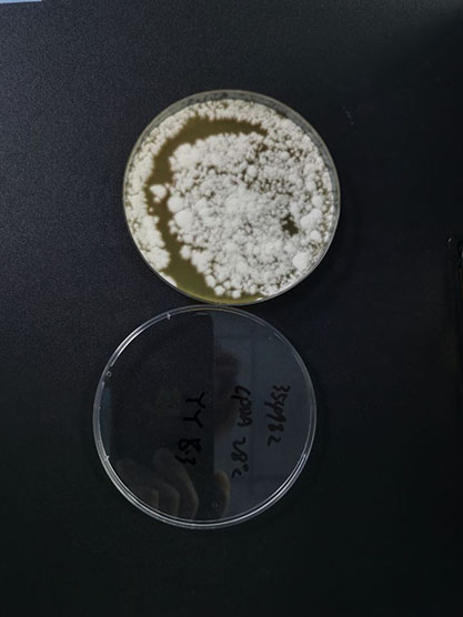 Polycephalomyces nipponicus-BNCC